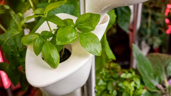 Una huerta hidropónica con diseño – PuroDiseño