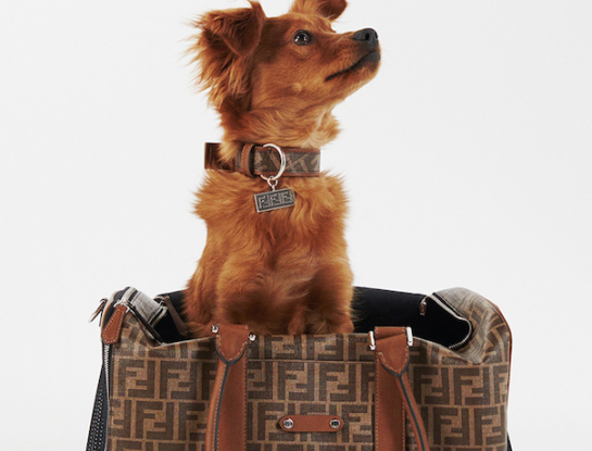 El Día del Animal se celebra con una colección de accesorios para mascotas