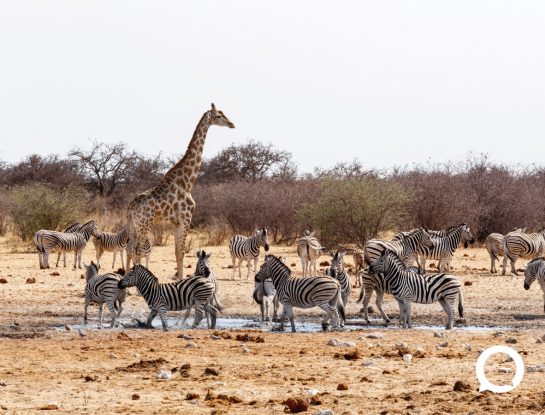 Cuidado animal: cuando protegerlos es nuestra obligación