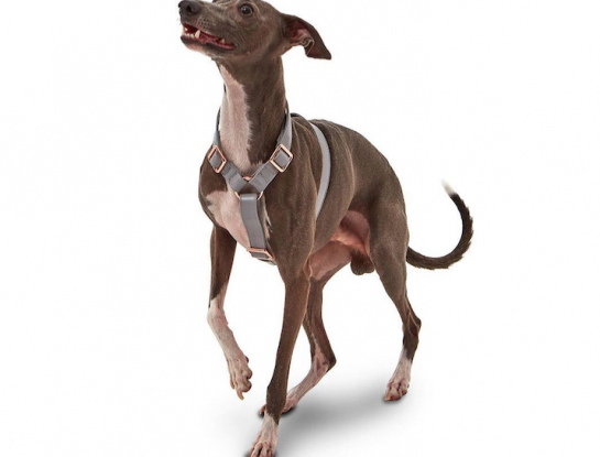 Los accesorios para perros con cuero vegano de Koston son la nueva sensación del diseño para mascotas