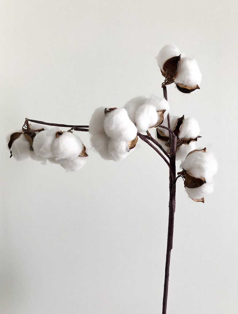 El algodón orgánico es un material renovable y natural. 