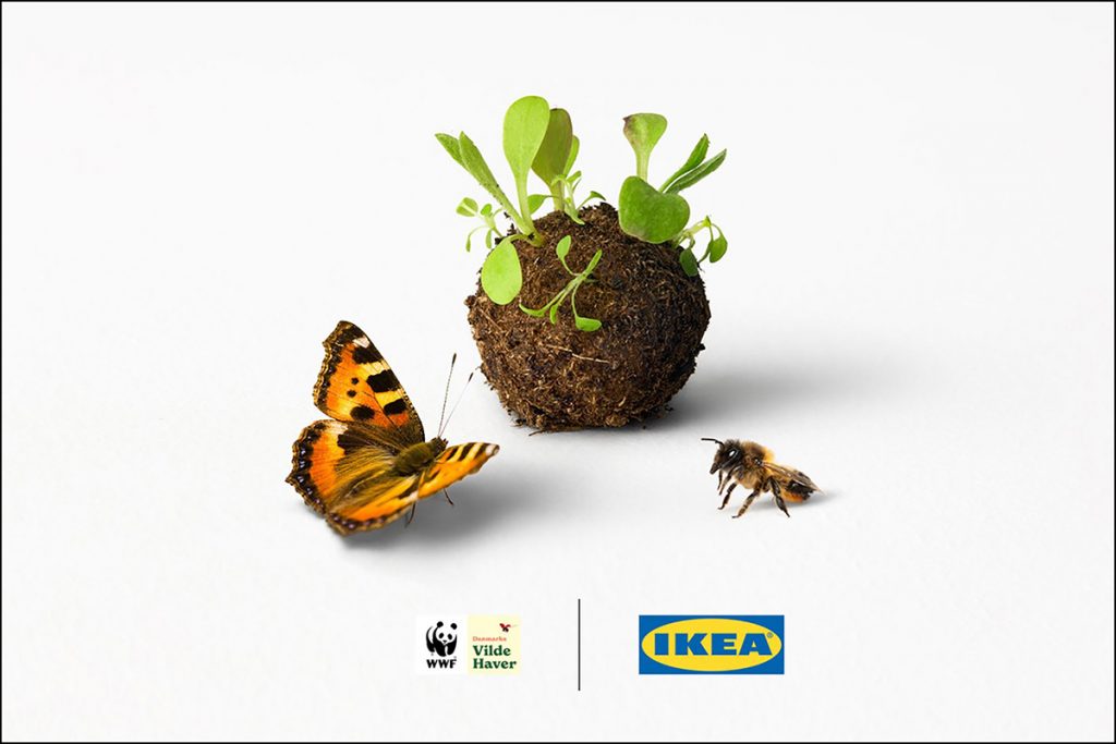 kea creó albóndigas para insectos llamadas "seedballs". 