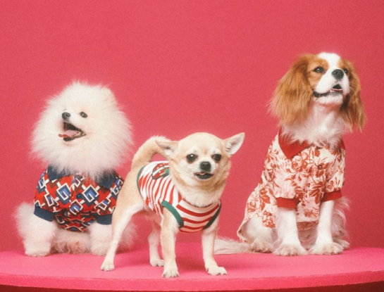 Las mascotas se visten de moda: gatos y perros modelos de Gucci