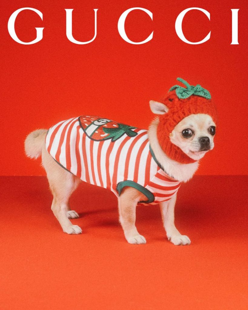 Colección "Gucci Pets". 
