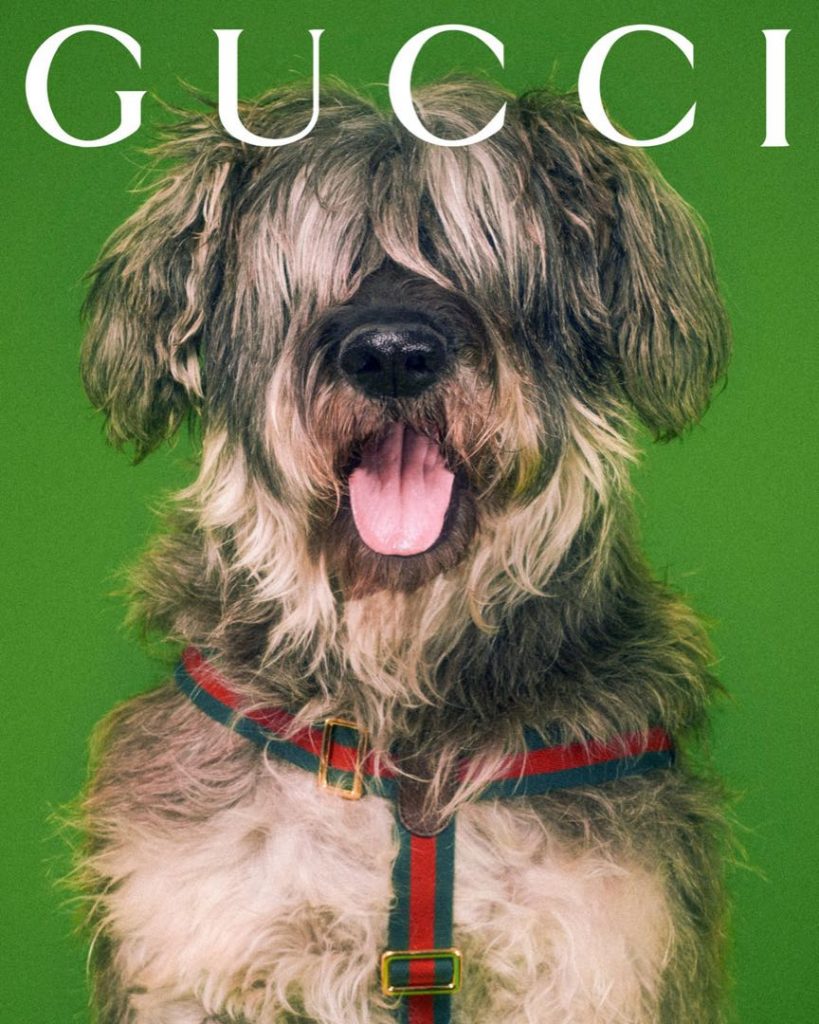 La colección Gucci Pets. 