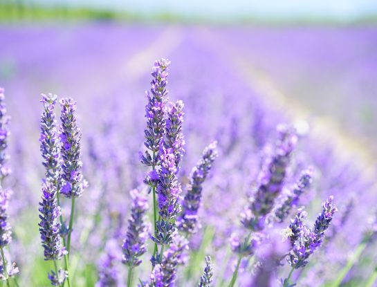 Digital lavender: 7 claves del sorprendente color tendencia 2023
