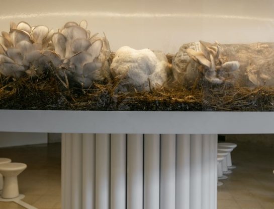 Así es Reino Fungi, el espacio de Julio Oropel y José Luis Zacarías Otiñano en Casa FOA 2023