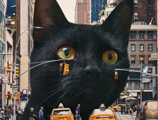 Retrato de Matt McCarthy, el artista detrás de los gatos gigantes de Instagram