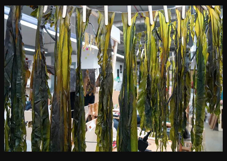 Secado de algas en una línea de pretratamiento del proyecto FROND de Henry Davidson