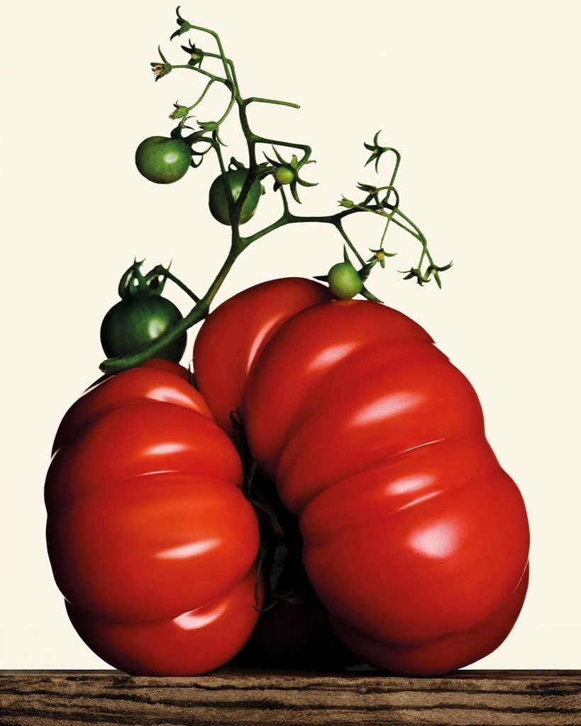 De Warhol a JW Anderson, el tomate sigue siendo inspiración para el arte y la moda. 