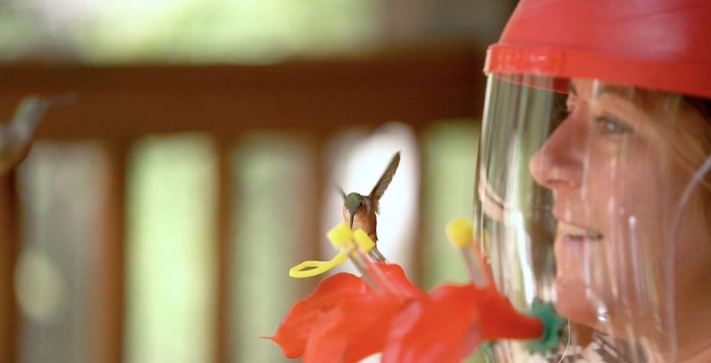 Los comederos con forma de flor llenos de néctar atraen a los colibríes de manera natural. 