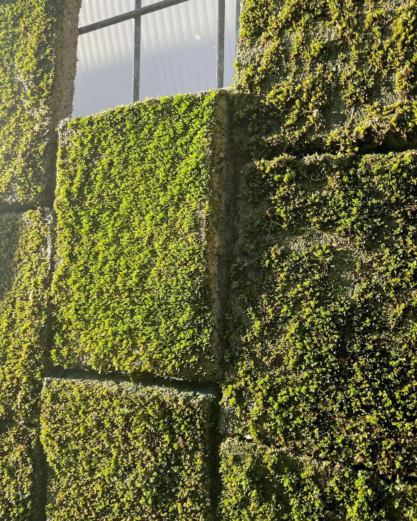 Los ladrillos vivos representan una revolución en la arquitectura sustentable.