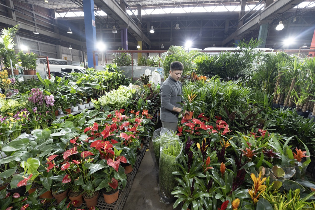 los productos de su emblematico Mercado de Flores –en el barrio de Barracas, Ciudad de Buenos Aires- formen parte de una extraordinaria propuesta que se verá en la próxima edición de la feria Puro Diseño en La Rural, los días 10, 11 y 12 de ocubre.  